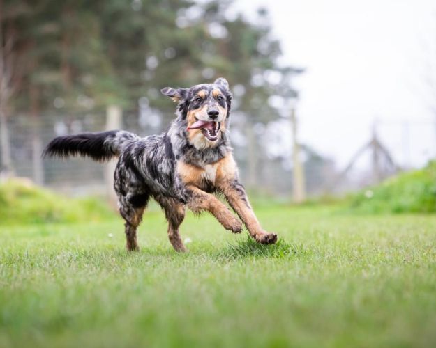 Hund på internat