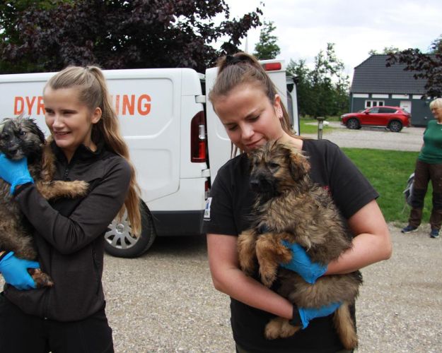 hunde ankommer ved Nordjylland