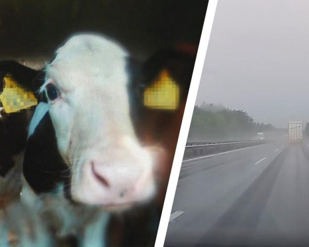 Kalve i transportvogn