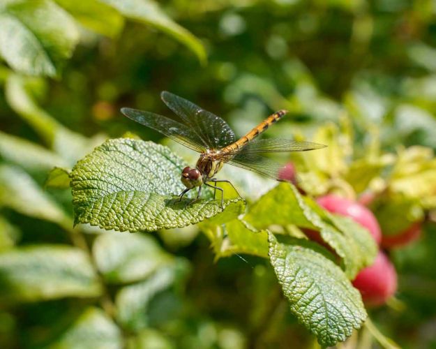 Biodiversitet hedelibel dyrenes beskyttelse
