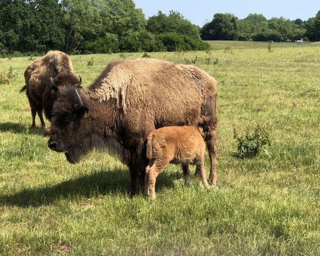 bison