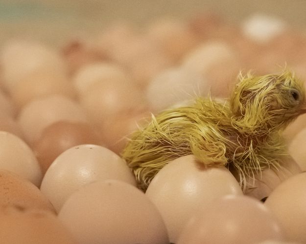 Nyudklækket kylling på æg