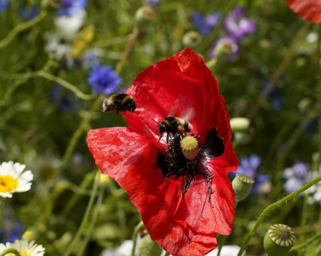 biodiversitet