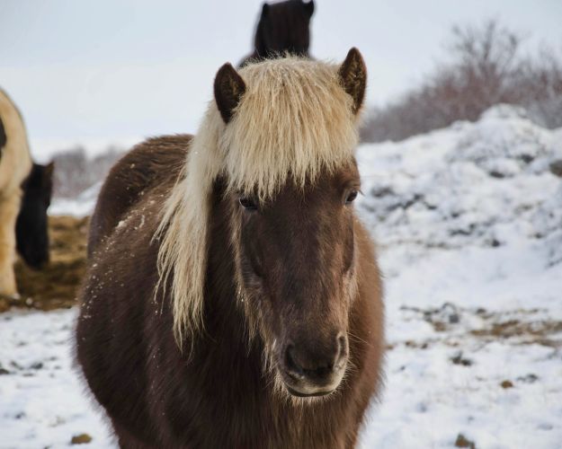 Heste i vintervejr
