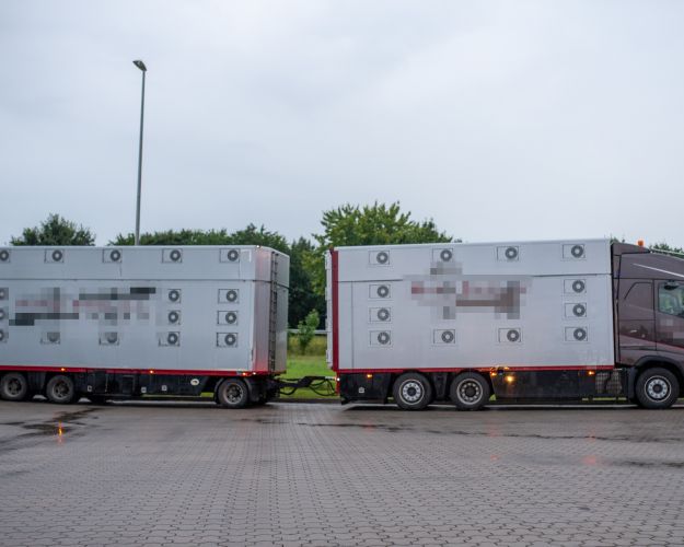 Dyretransport 
