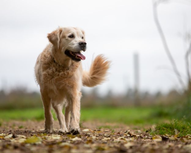 hund