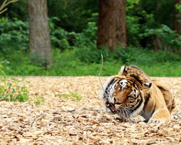 Tiger