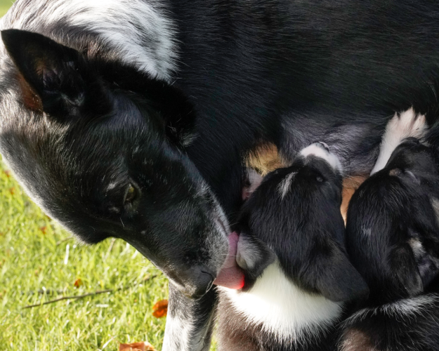 Border collie-tæve med diende hvalpe