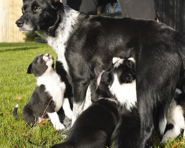 Border Collie tæven Spy med hvalpe udenfor