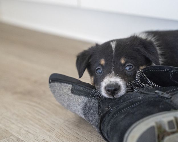 Border collie-hvalp bider i støvle