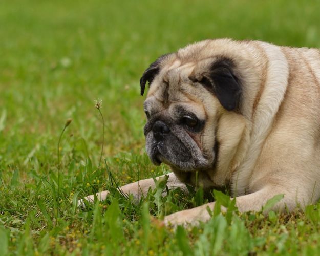 Kvælende design: Dyrenes Beskyttelse er blandt andet en  del af sammenslutningen Vets Against Brachycephalism,  som bekæmper fremavl af karaktertræk som flade kranier  og korte snuder, de såkaldte brachycephale racer, som kan  give dyrene alvorlige velfærdsproblemer.