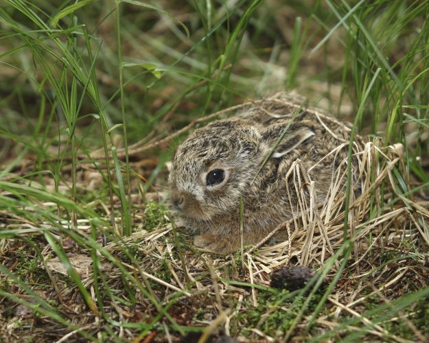 Harekilling