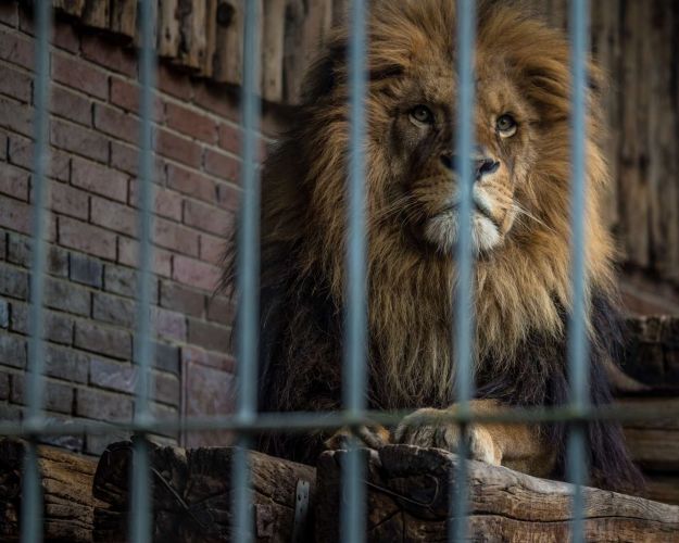Løve i zoo