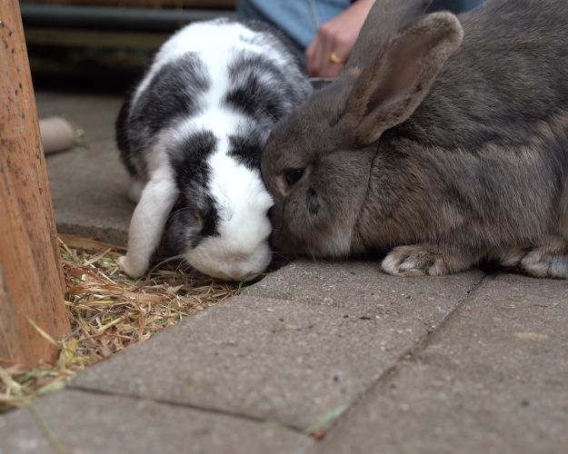 2 kaniner snuser til hinanden