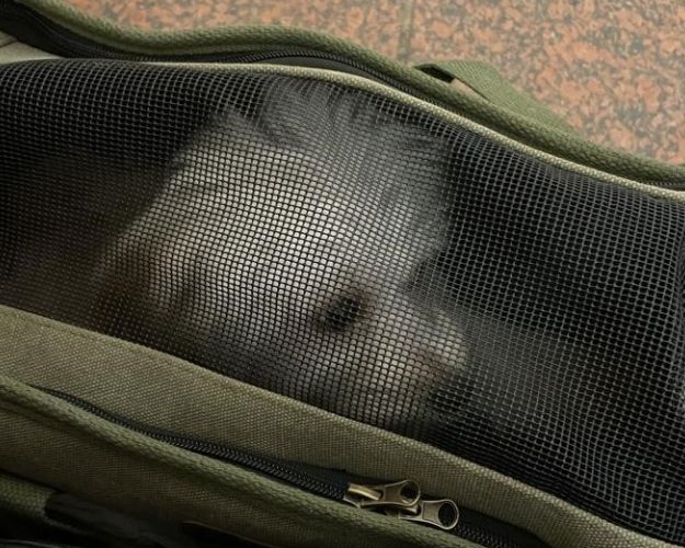 Lille Maila er med på flugt
