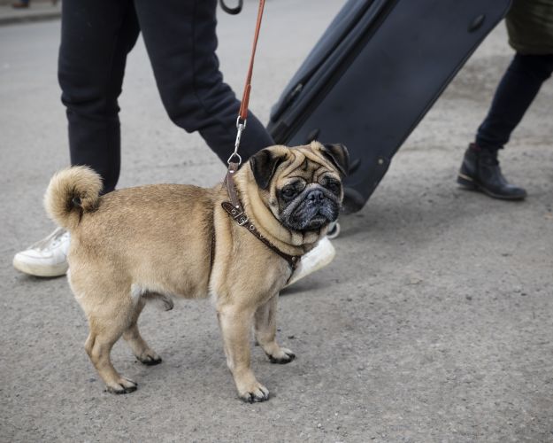 hund på gaden