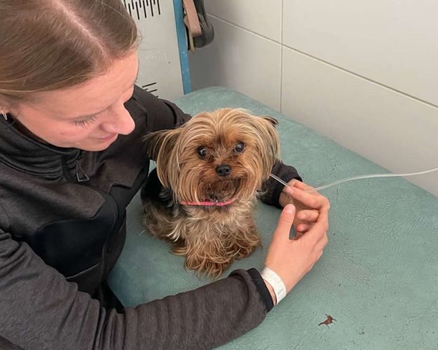 Hund med drop før operation 