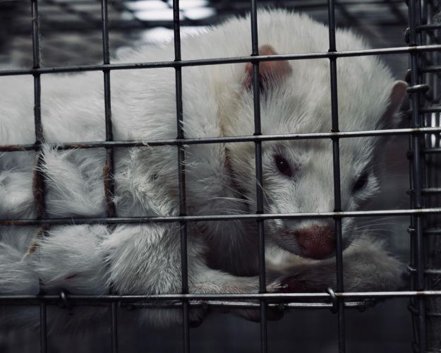 mink på minkfarme lever i små golde bure