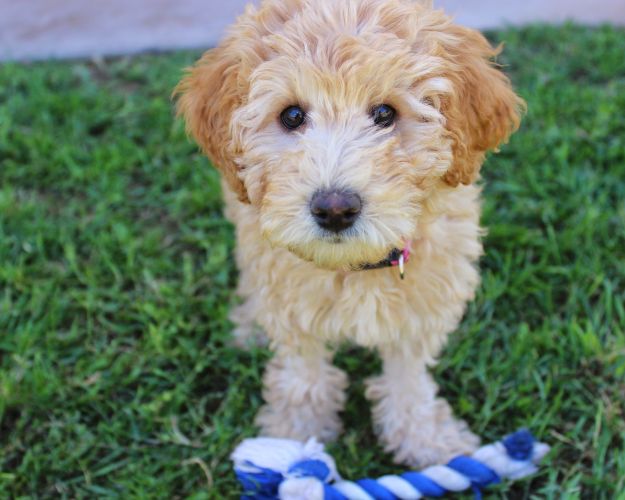 Labradoodle