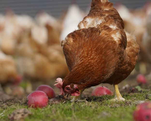 Hos Rokkedahl Foods har de høner og haner, der er forældre til slagtekyllinger i produktionen, også levet et liv i frihed.
