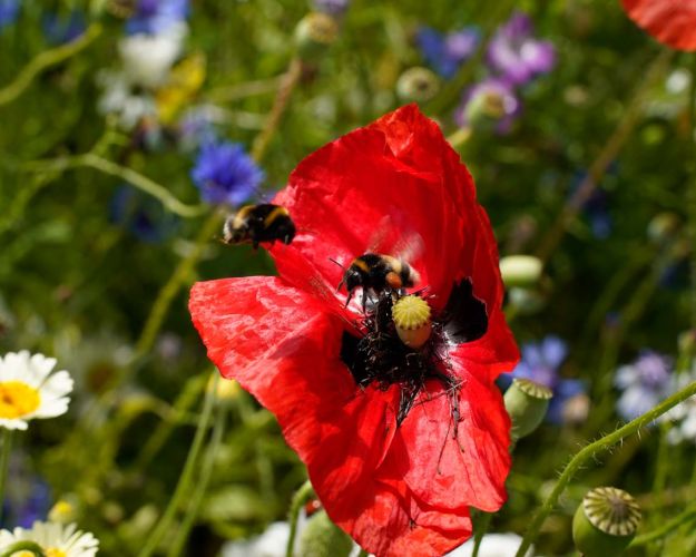 Biodiversitet