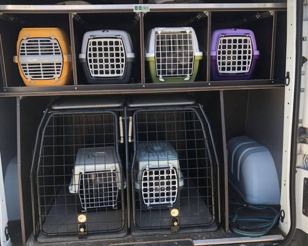katte i transportkasser