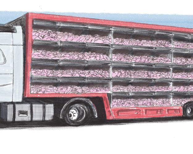 Der findes i dag ingen højdekrav for smågrise under 40 kg, og vognmændene er derfor de senere år begyndt at transportere dem i lastbiler med op til fem etager. Illustration: Anne Sophie Helger