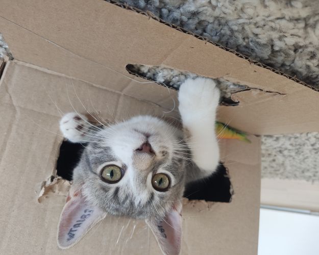 Millie