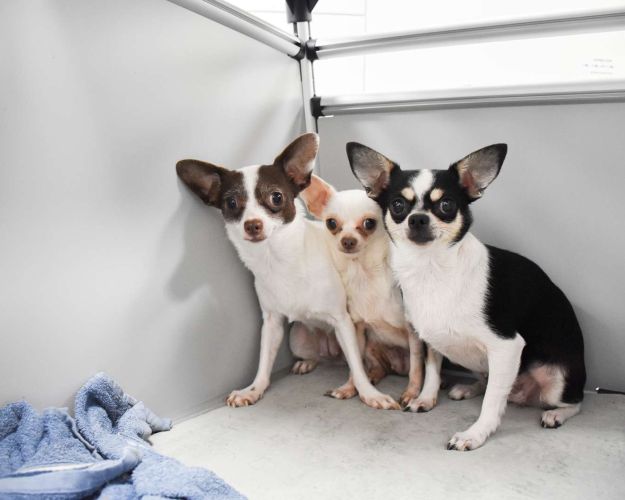 chihuahua