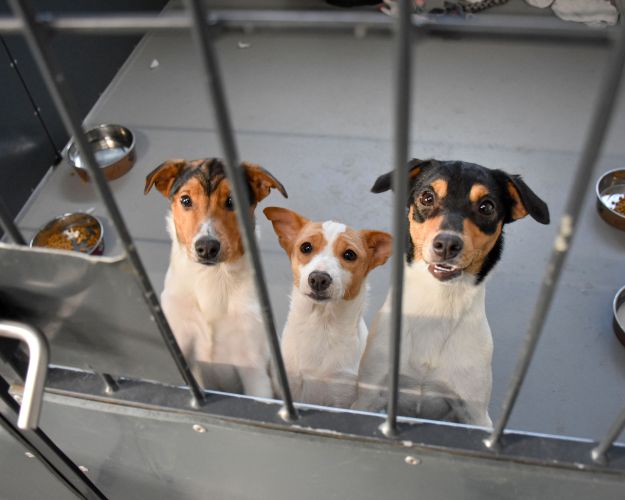 Dansk-svensk gårdhunde
