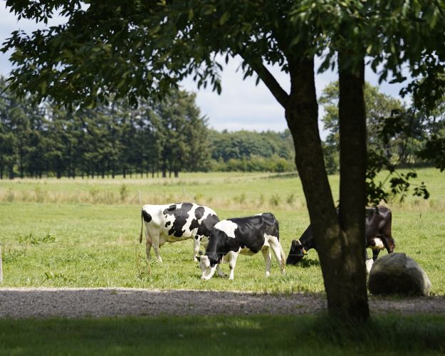 Køer på Ellinglund
