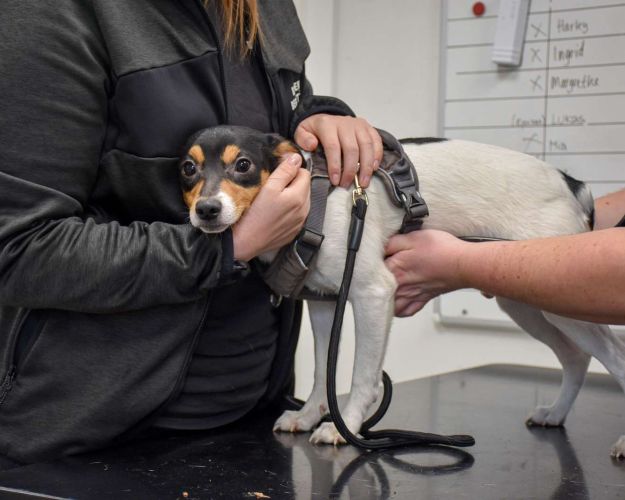 hund til dyrlægen