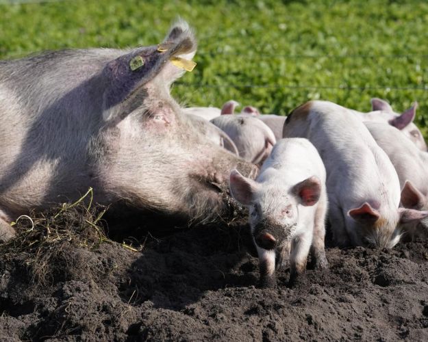 Det er landbrugsdyrene, der lægger liv til vores store animalske fødevareproduktion i dag. Dyrevelfærd er en uundgåelig del af den nødvendige bæredygtige omstilling af landbruget til en langt mindre klima- og naturbelastende plantebaseret produktion med langt bedre plads og betingelser for de resterende langt færre landbrugsdyr.