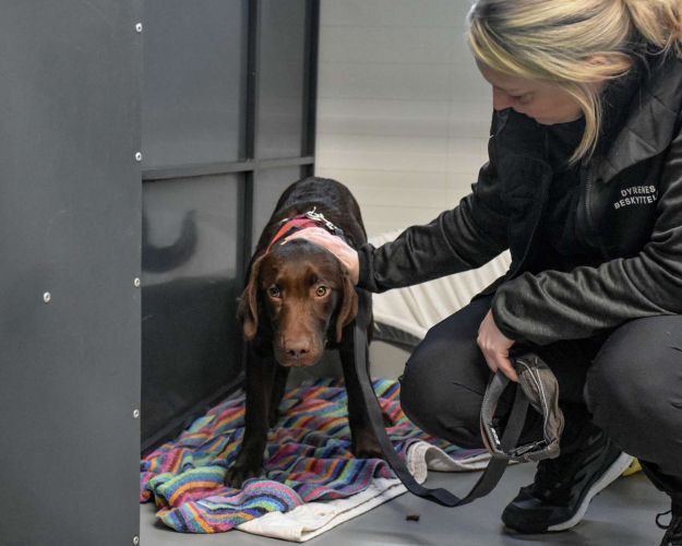 Labrador med sele