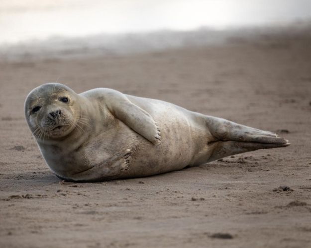 Sæl på¨strand