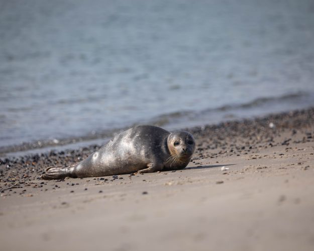 Sæl i Skagen