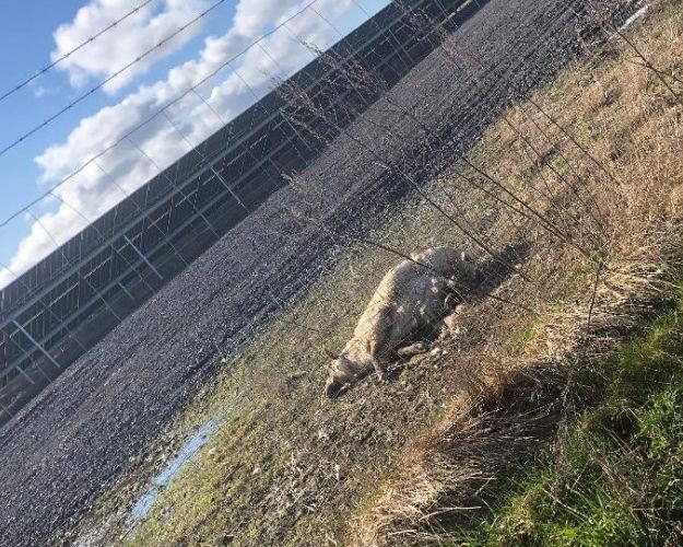 Dødt får i solcellepark