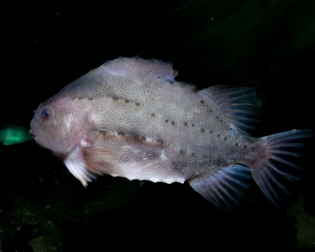 Stenbider
