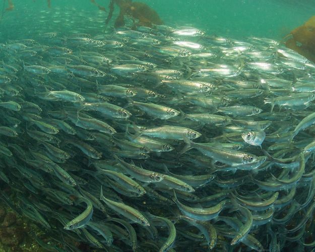 Sildestime