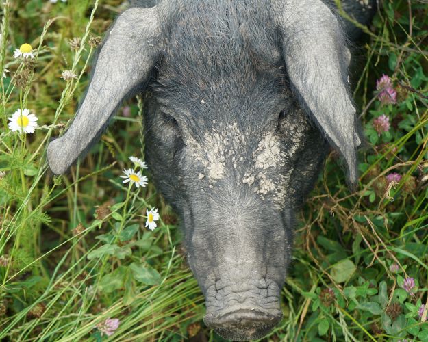 Portræt af so omgivet af kamille- og kløverblomster på marken