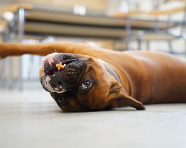 Hunden Max