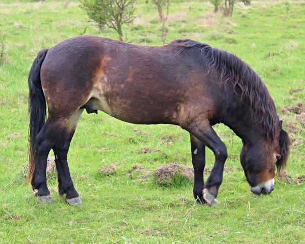 Exmoor-pony