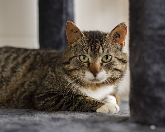 Stribet kat kigger i kameraet
