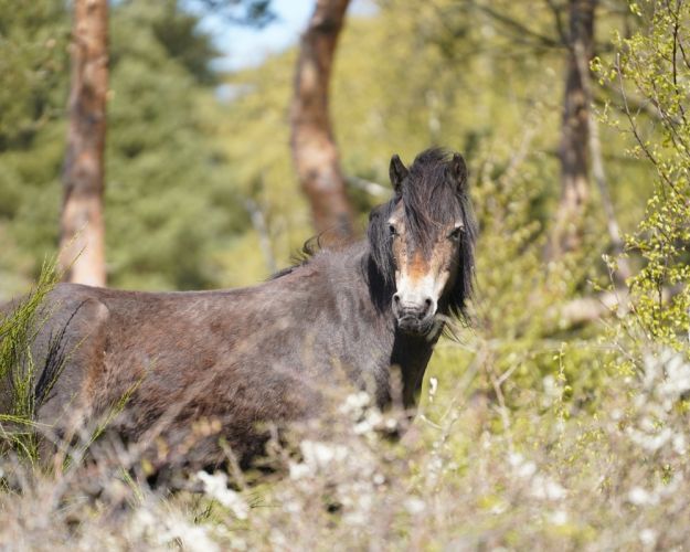 Hest på molslaboratoriet
