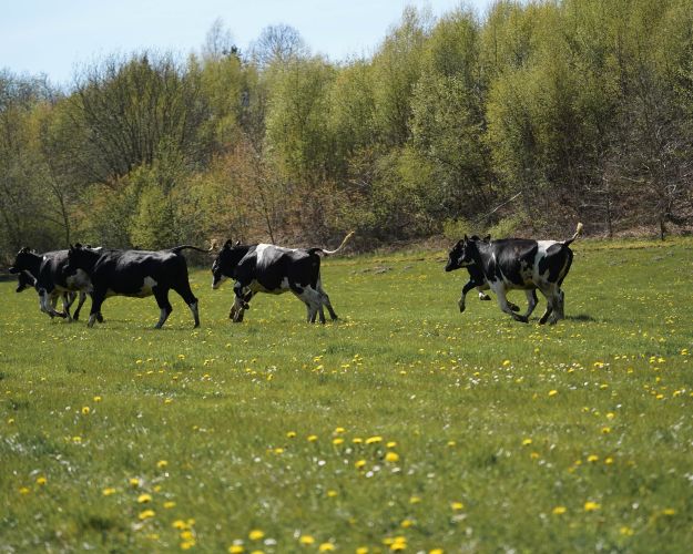 Kvierne springer af vognen, da Niels Hedegaard lukker dem ud i lunden på en forårsdag i maj.