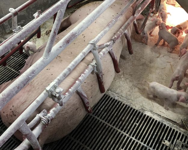 So ligger fastklemt i farebøjler på tremmegulv, adskilt fra sine pattegrise som står ved siden af