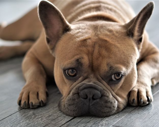 Fransk Bulldog
