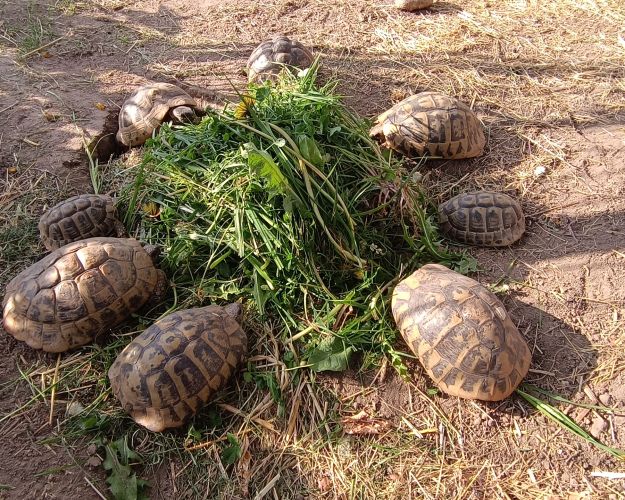 Skildpadder