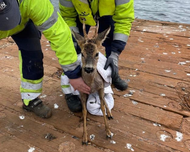 rådyr i havn 
