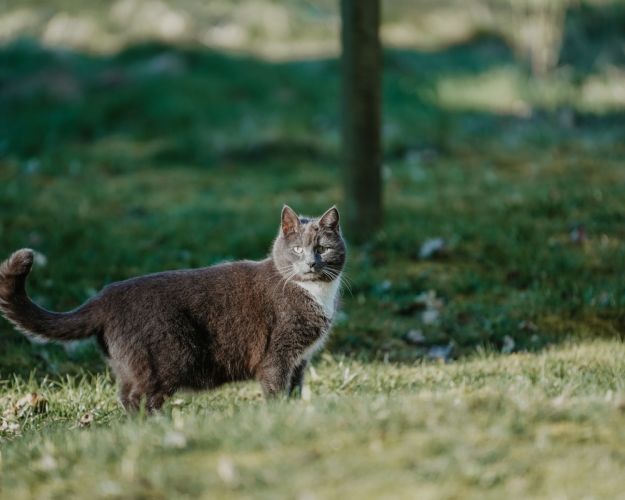 Jørgens kat1